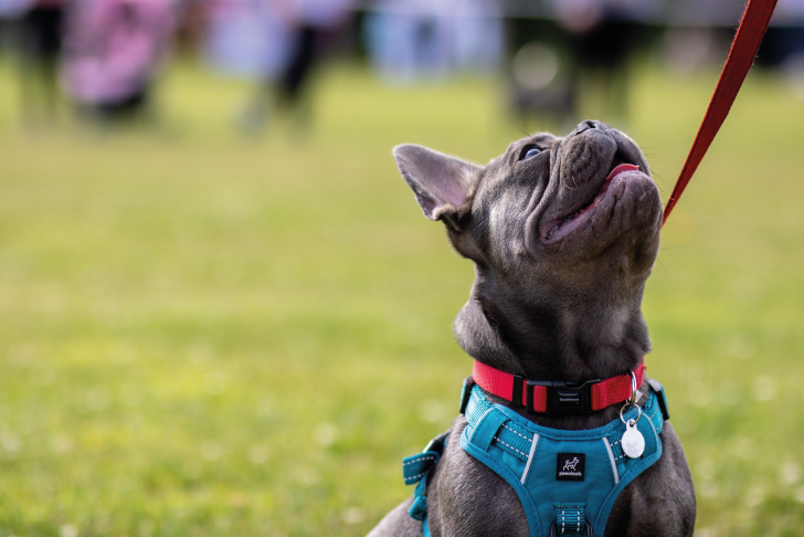 what are the startup costs for starting a dog walking business