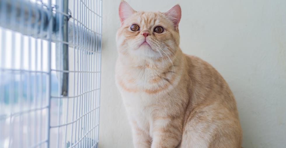 Cattery