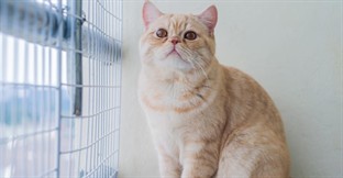 How to Run a Cattery