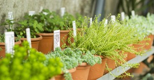 How to Run a Garden Center