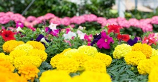 How to Sell a Garden Centre