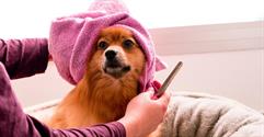 How to Run a Pet Grooming Business in Canada 