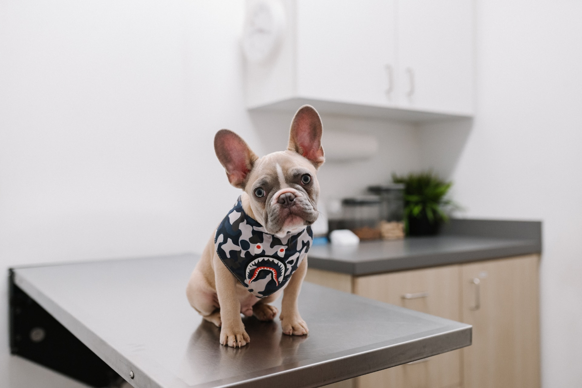 A French bulldog puppy sitting on a vet's table