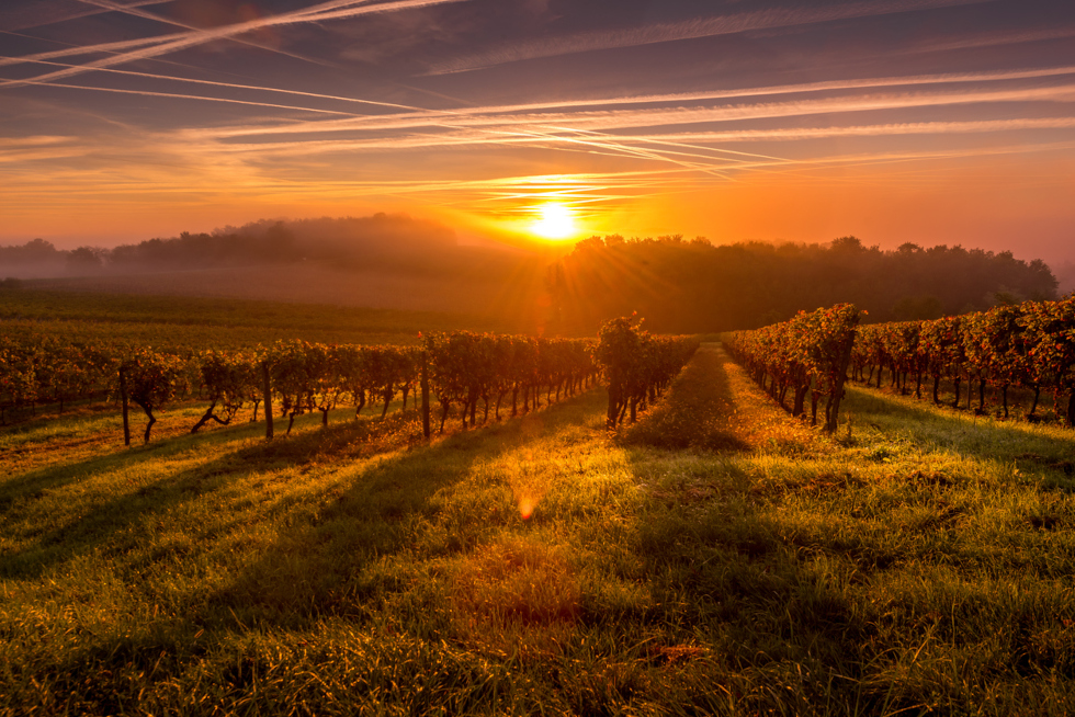vineyard