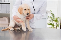 successful veterinary business - 1