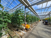 thriving greenhouse-grown vegetables company - 1