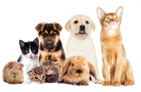 profitable multi-location pet stores - 2