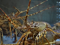 longstanding live lobster plant - 1