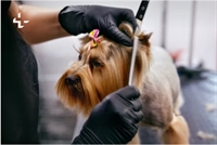 thriving dog grooming business - 1
