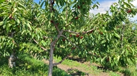 orchard grandforks bc - 3