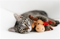 new price profitable pet - 3