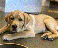 amazing pet supply grooming - 2