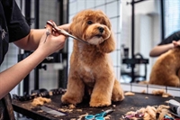 established pet care franchise - 1