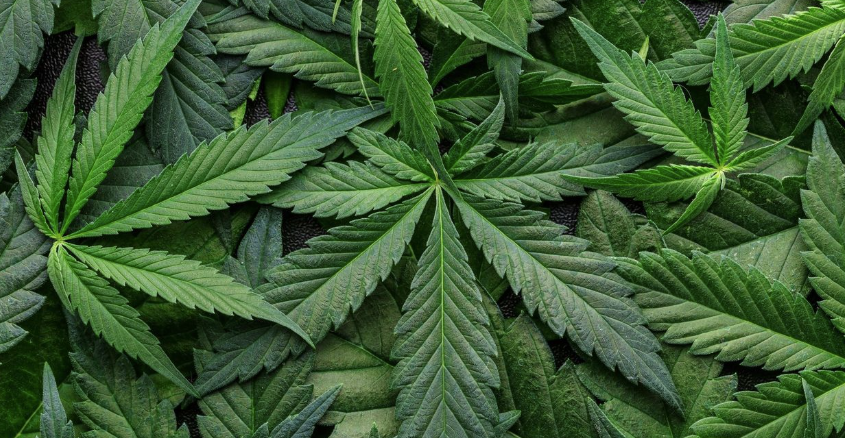 Absentee-ownership, Multi-location Cannabis Retail Portfolio, Eastern Ontario