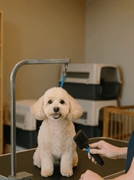 established pet grooming salon - 1