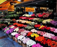thriving floral business with - 1