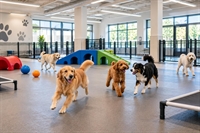 fully built out dog - 1