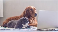 profitable pet business online - 1