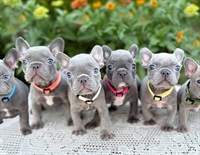 gorgeous french bulldog puppies - 1