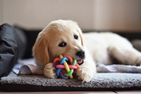 new price profitable pet - 1