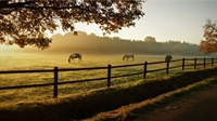 profitable equine supply store - 1