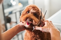 reputable dog grooming business - 1