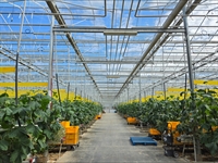 thriving greenhouse-grown vegetables company - 3