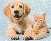 amazing pet supply grooming - 1