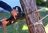 reputable tree maintenance business - 1