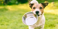 established pet supply food - 1