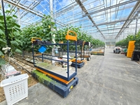 thriving greenhouse-grown vegetables company - 2