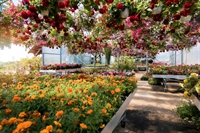 garden centre - 1