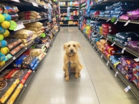 premier pet food supply - 1
