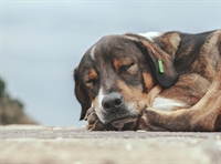 double-location veterinary clinic western - 1