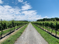 winery vineyard event centre - 1