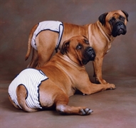 pet products manufacturing business - 1