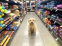 franchise pet supplies food - 1