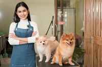 dog daycare grooming business - 1