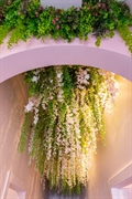 established turnkey cosmetic aesthetics - 3