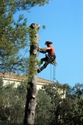 profitable-growing tree care service - 1