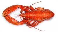 live lobster storage seafood - 1