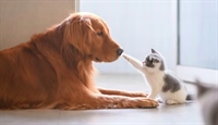 thriving pet boarding daycare - 1