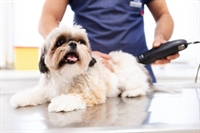 highly rated pet grooming - 1