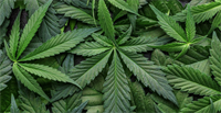 absentee-ownership multi-location cannabis retail - 1
