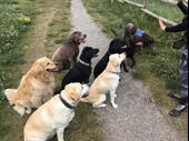 mobile pet grooming dog