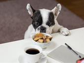 successful veterinary business southern