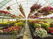 exceptional garden centre opportunity