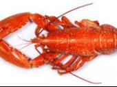 live lobster storage seafood