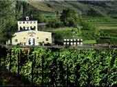 award-winning winery vineyard with