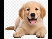 amazing pet manufacturing distribution